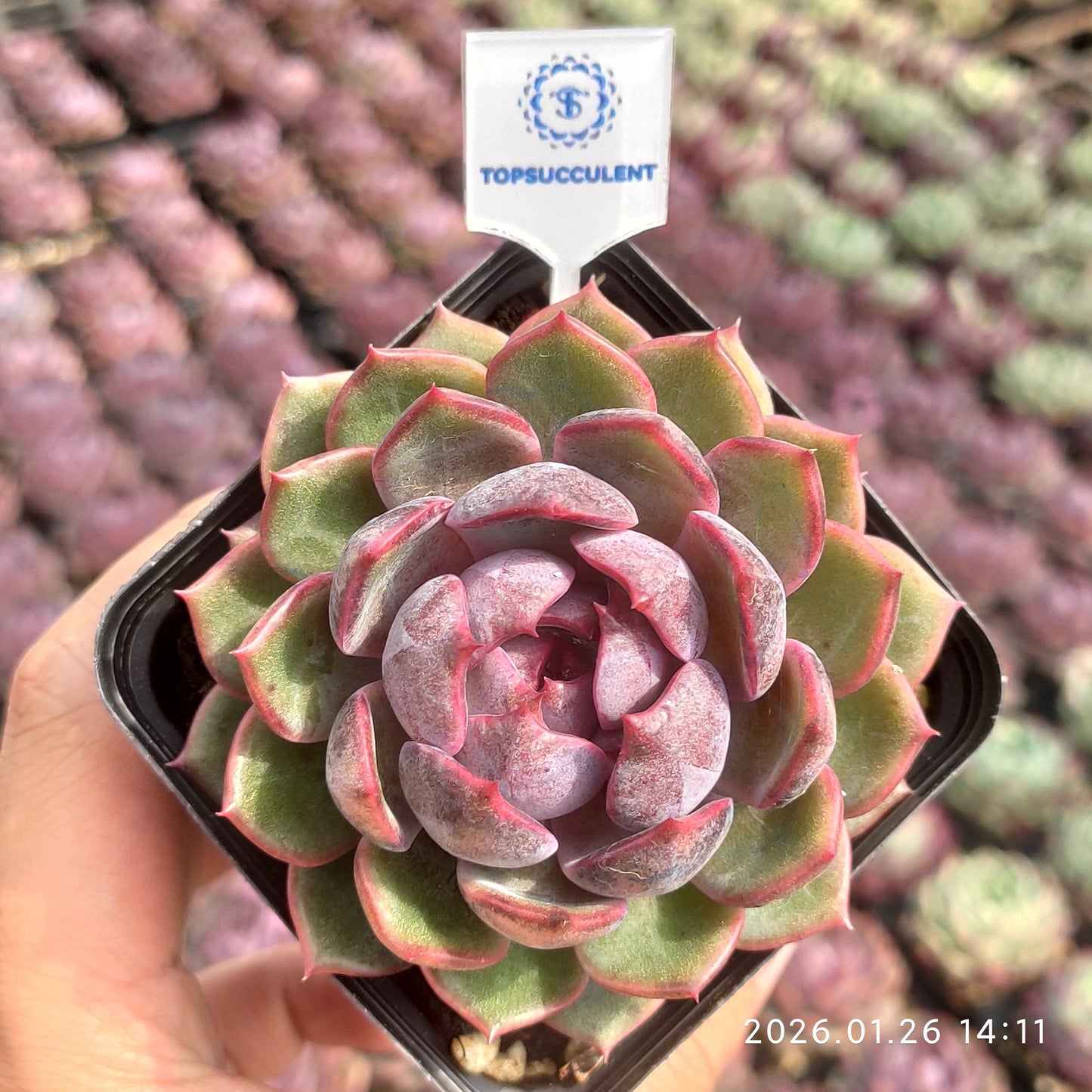 21792 チーズブルーベリー