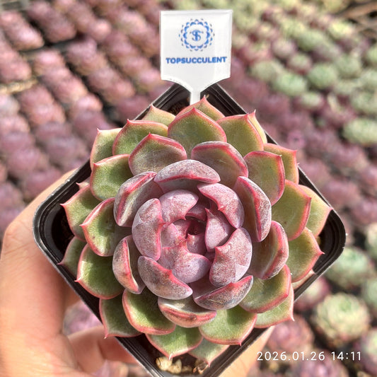 21792 チーズブルーベリー