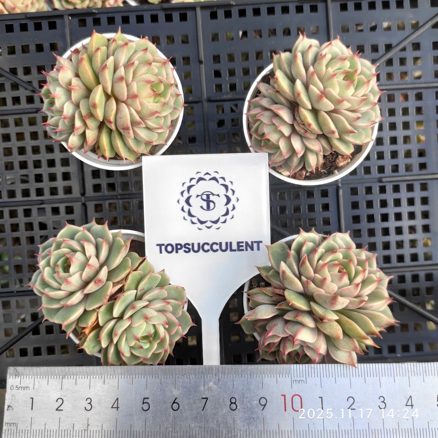 22856 ベンバディス