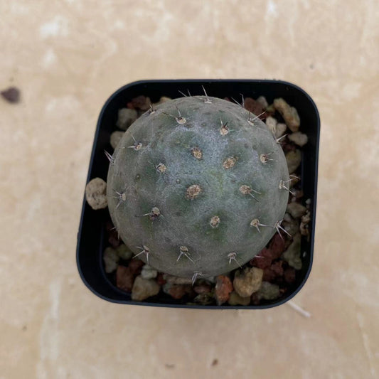 ZL029  テフロカクタス・ゲオメトリクス（6cm pot）