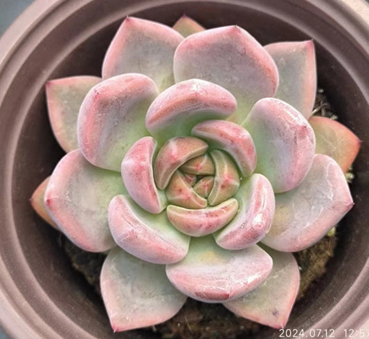 LYC143 ピンクシャンペン (9cm pot)