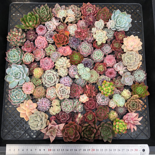 17856 ミックス苗 (穴トレー苗) 09