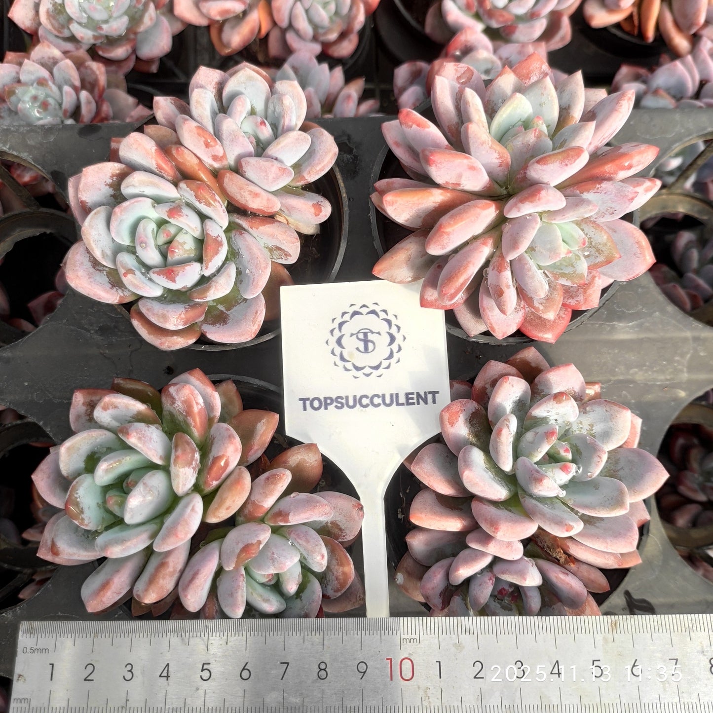 22437  OPアイスグリーン（9cm pot）