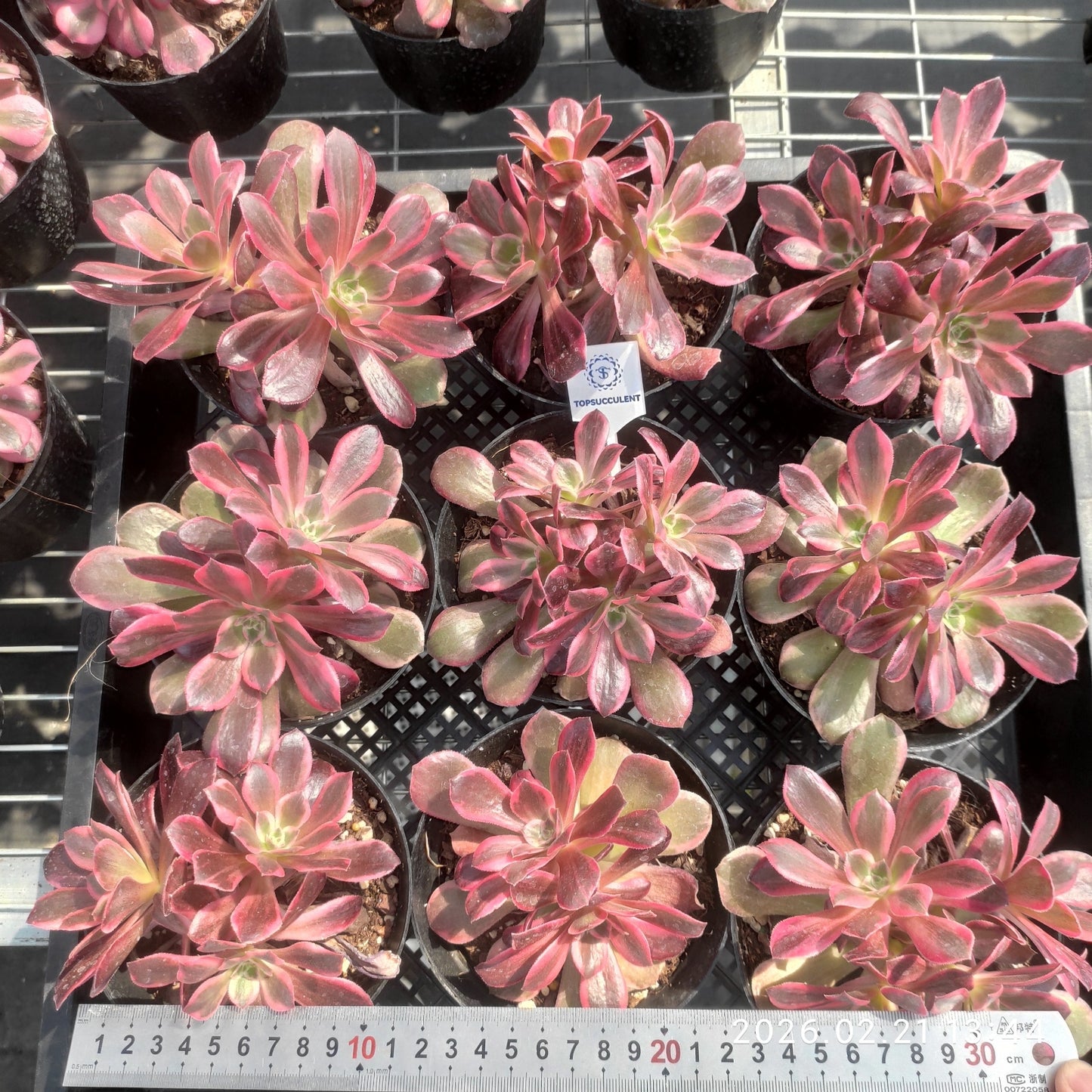 26096 ウォッシュ　シルク