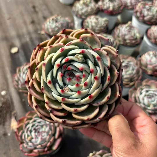 261101 チワワエンシス