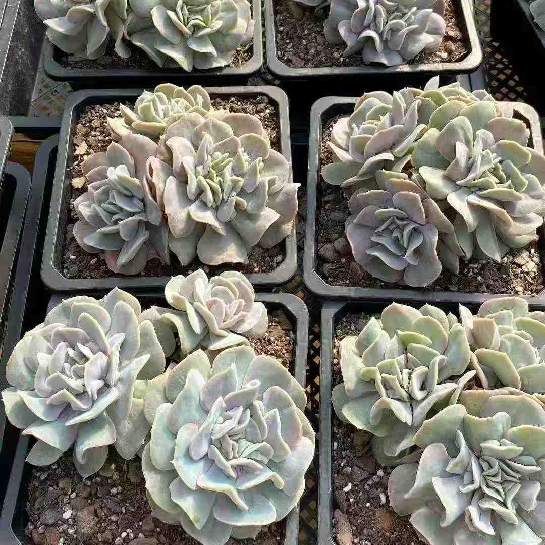 24798 クラウド　フェアリー