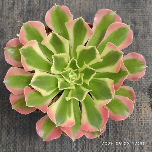 ZXX343 リバー　ストーンズ（12cm pot）