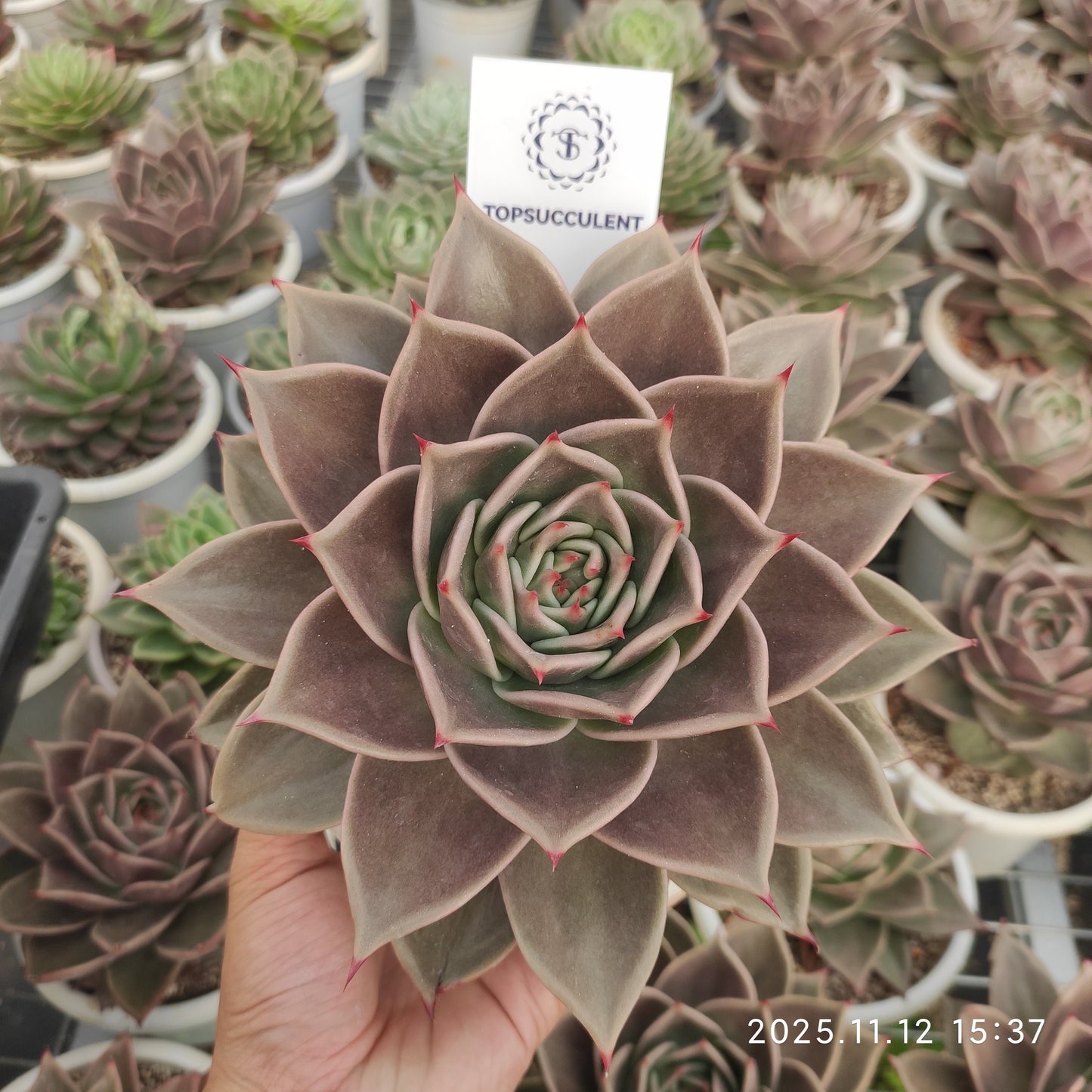 19318 スターズ（16cm pot）