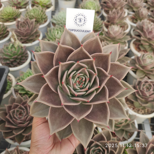 19318 スターズ（16cm pot）