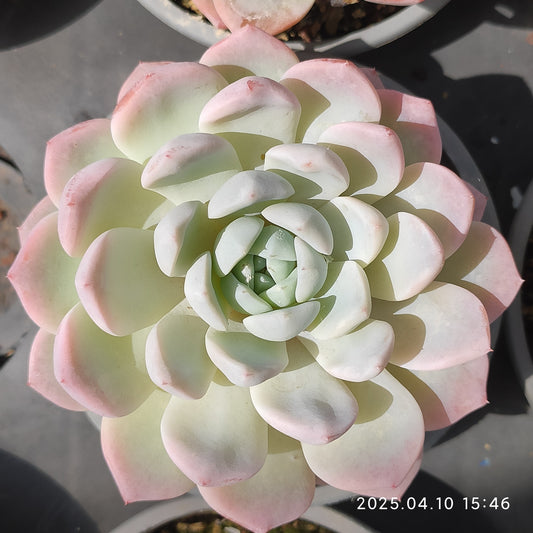 NGN725 エレガンス x サーライオン（50cm pot）