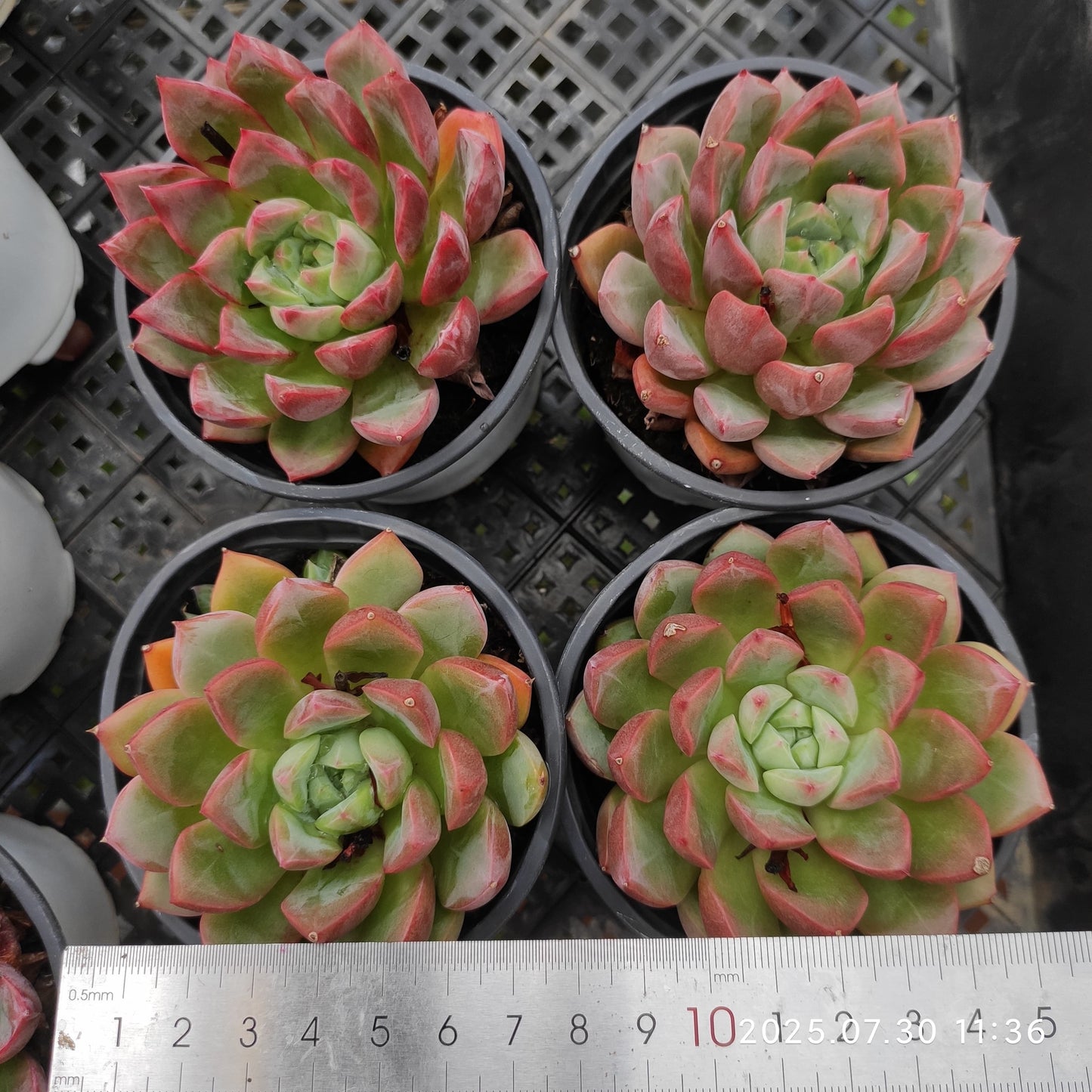 QN355 エッコー（9cm pot）