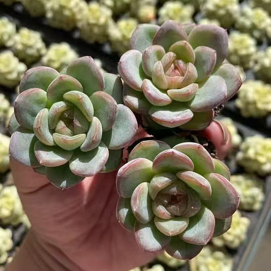 BL1998 スター ジェニー（3cm pot）