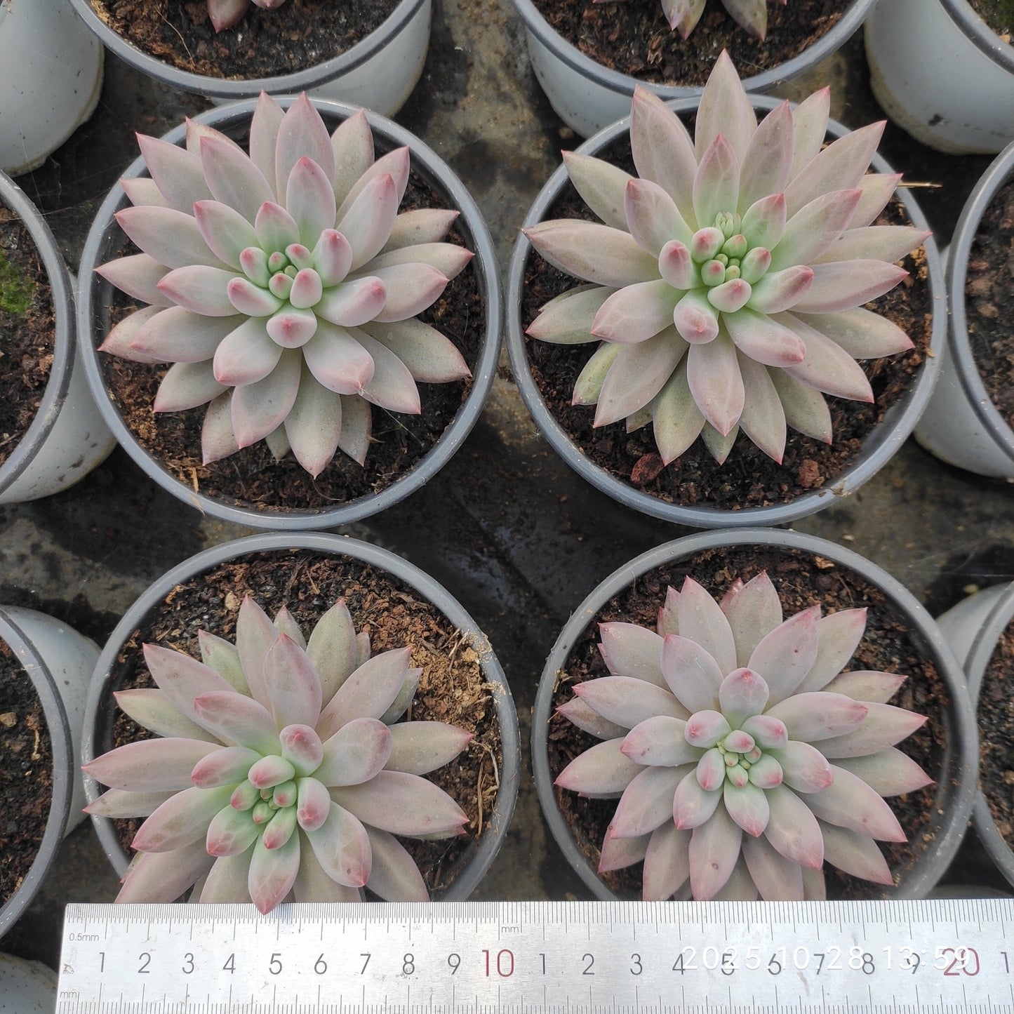 DQ199 チェリーズ（12cm pot）