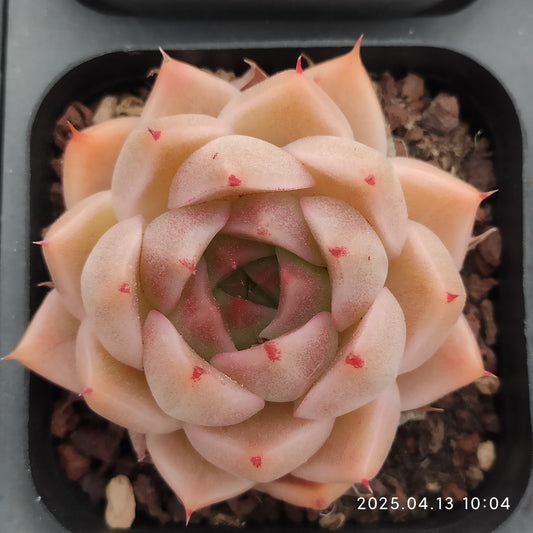 LMM381 マルガン（6.5 cm pot）