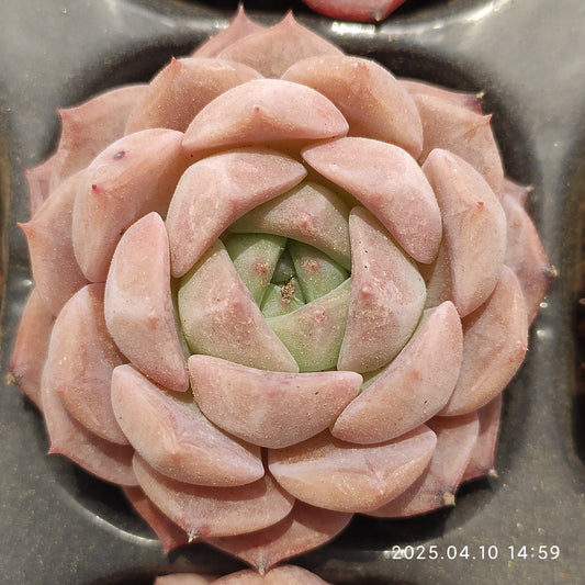 NGN566 キャンディー　ハートHyb （7cm pot）