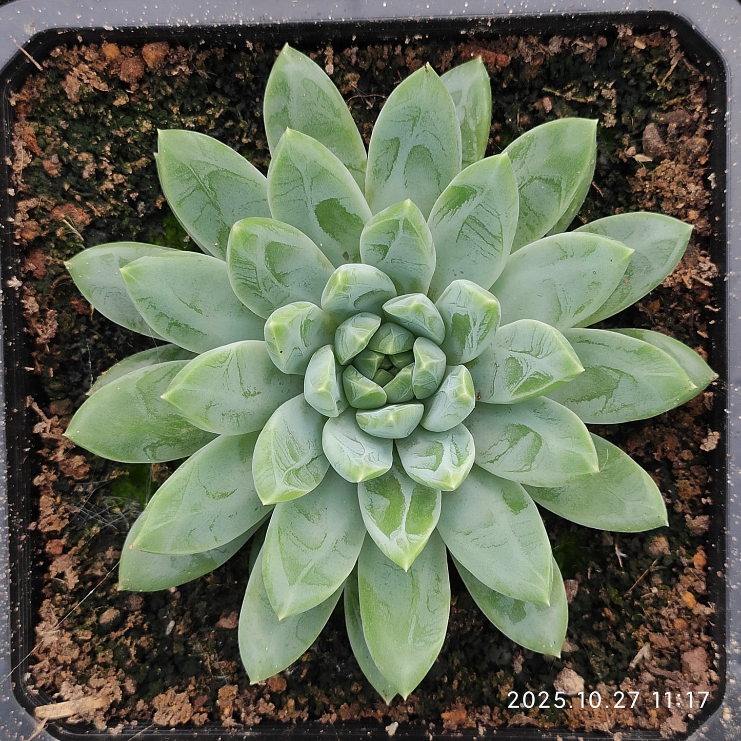 ZAJ081 コーン　ポピーHyb（12cm pot）