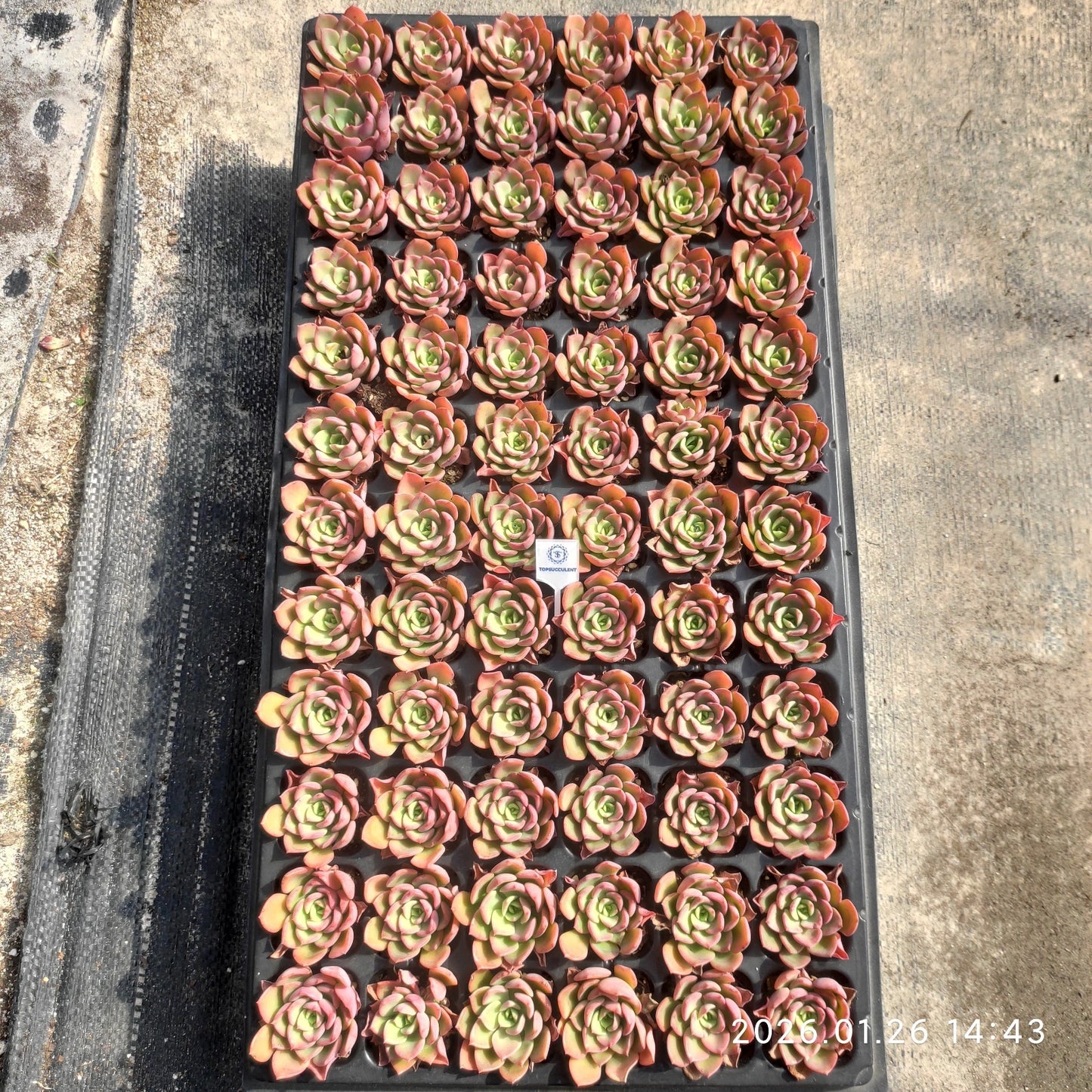 25540 ピンク スプラウト