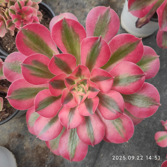 LB038 アエオニウム　ウィッチ（12cm pot）