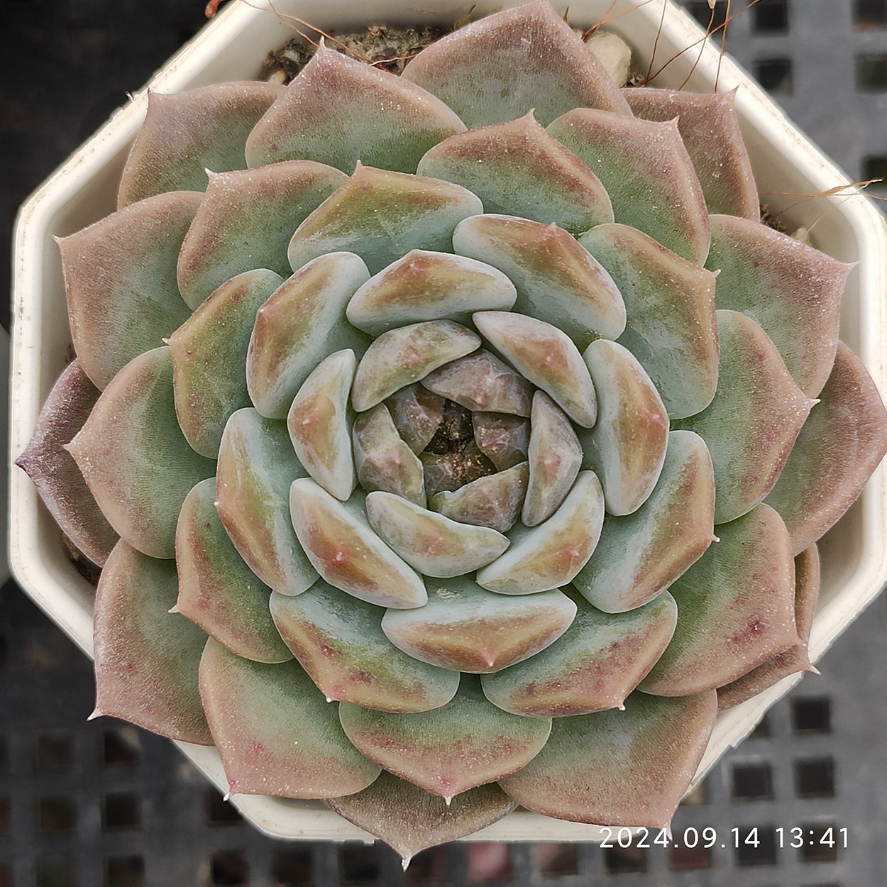 エケベリア 普通苗 20241003 – Top Succulent®