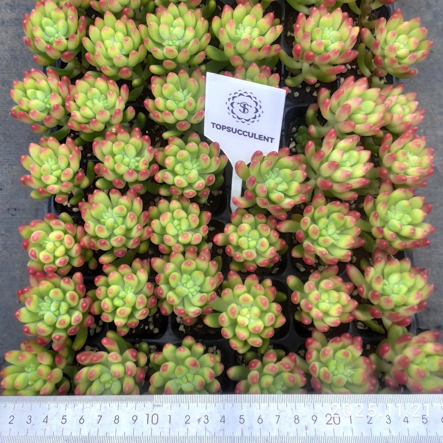 22236  アリス　エブンズ（3cm pot）（ポット苗）