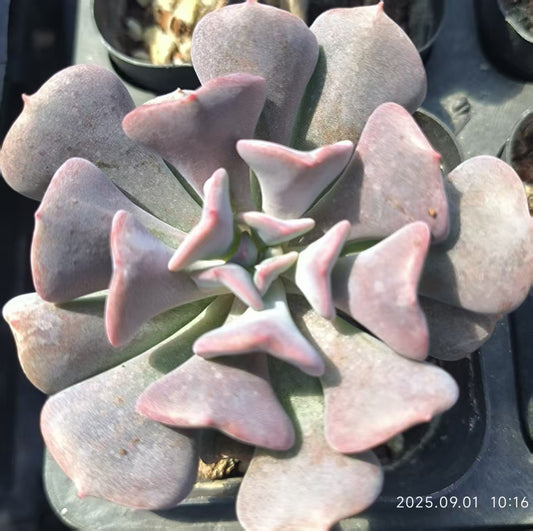 KD003 いエキゾチック（6cm pot）