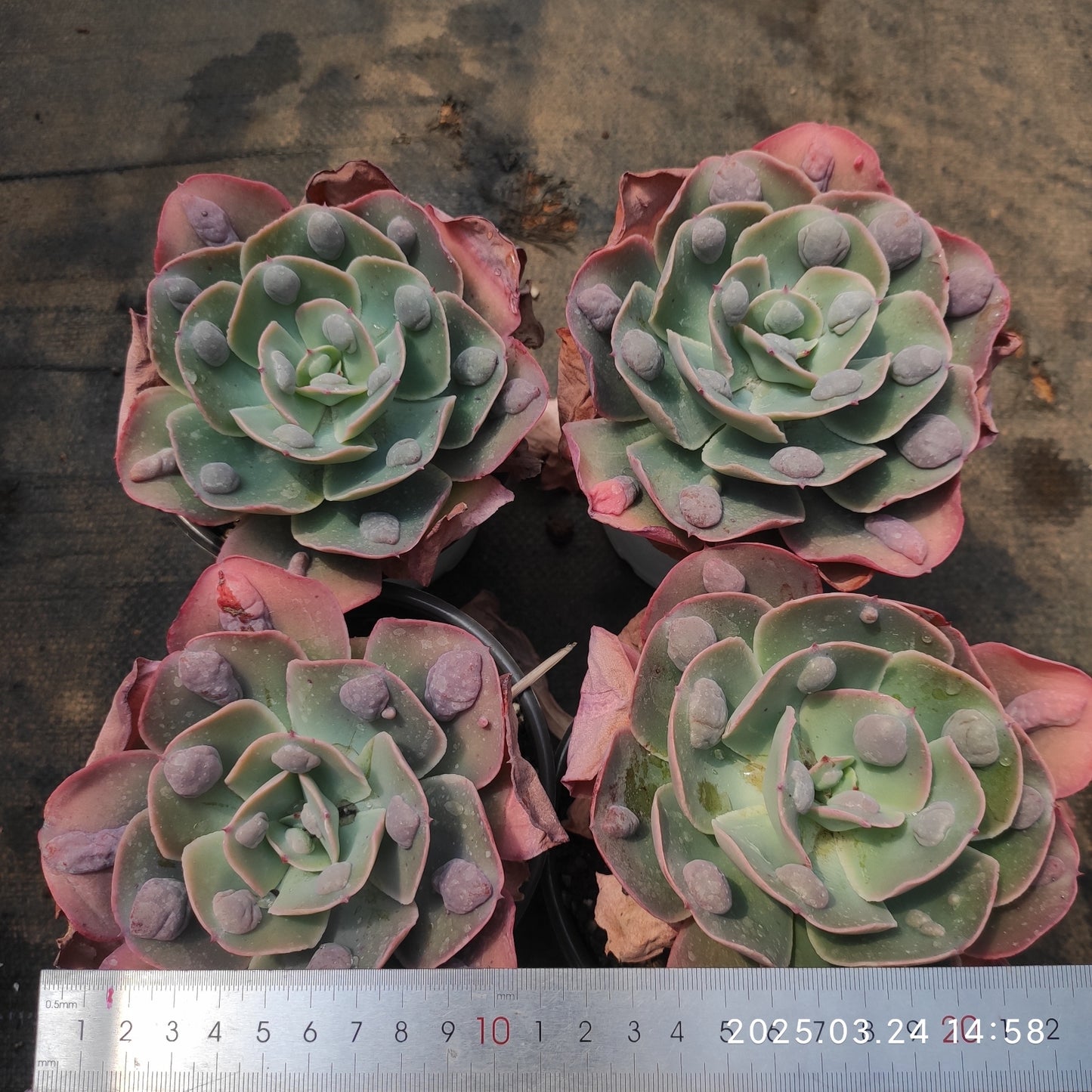 MMY762 ガーデン・バンガロー（12.5cm pot）