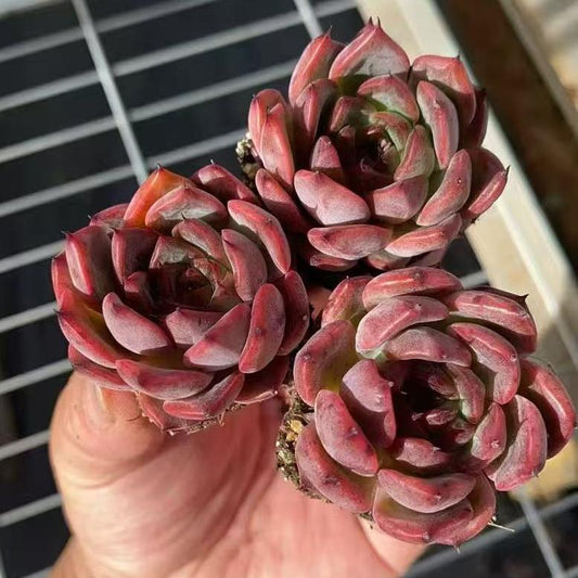 BL2001 ノーメイド（3cm pot）