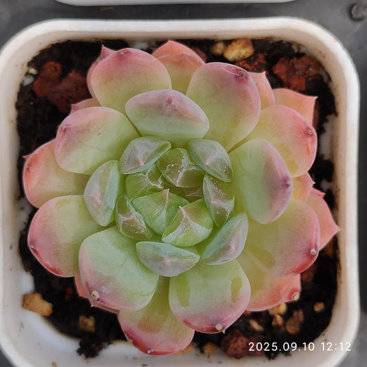 HG017 ピュア ラブ x アリエル（7cm pot）