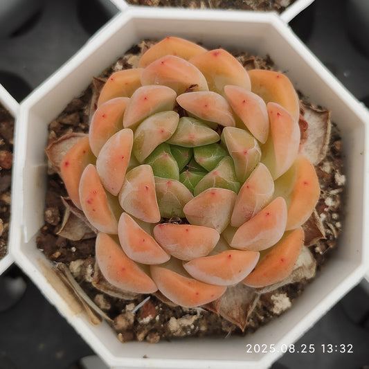 WWA343 ムーン　ストーン x アギャボイデズ （7cm pot）