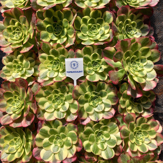 24615 アエオニウム ウォーター　ムーン