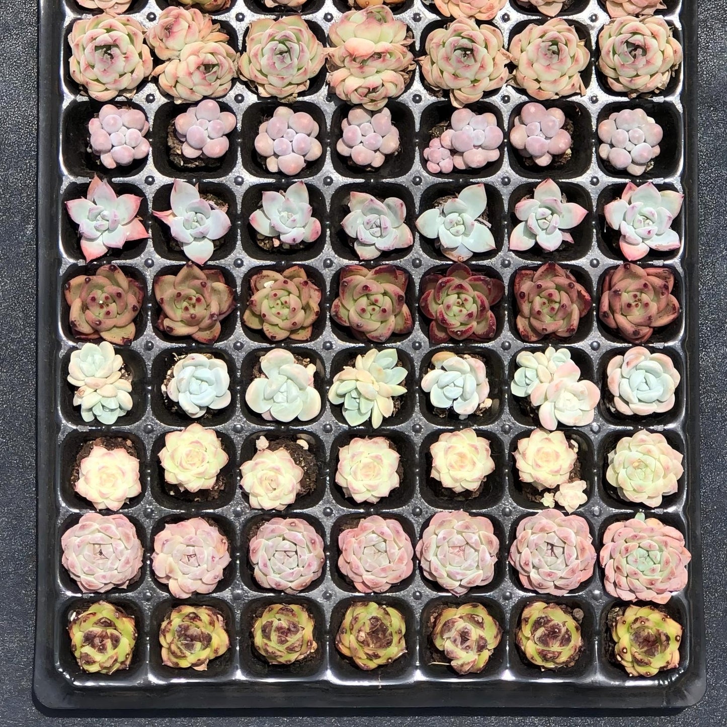 105穴鍼灸プレートの組み合わせ 28