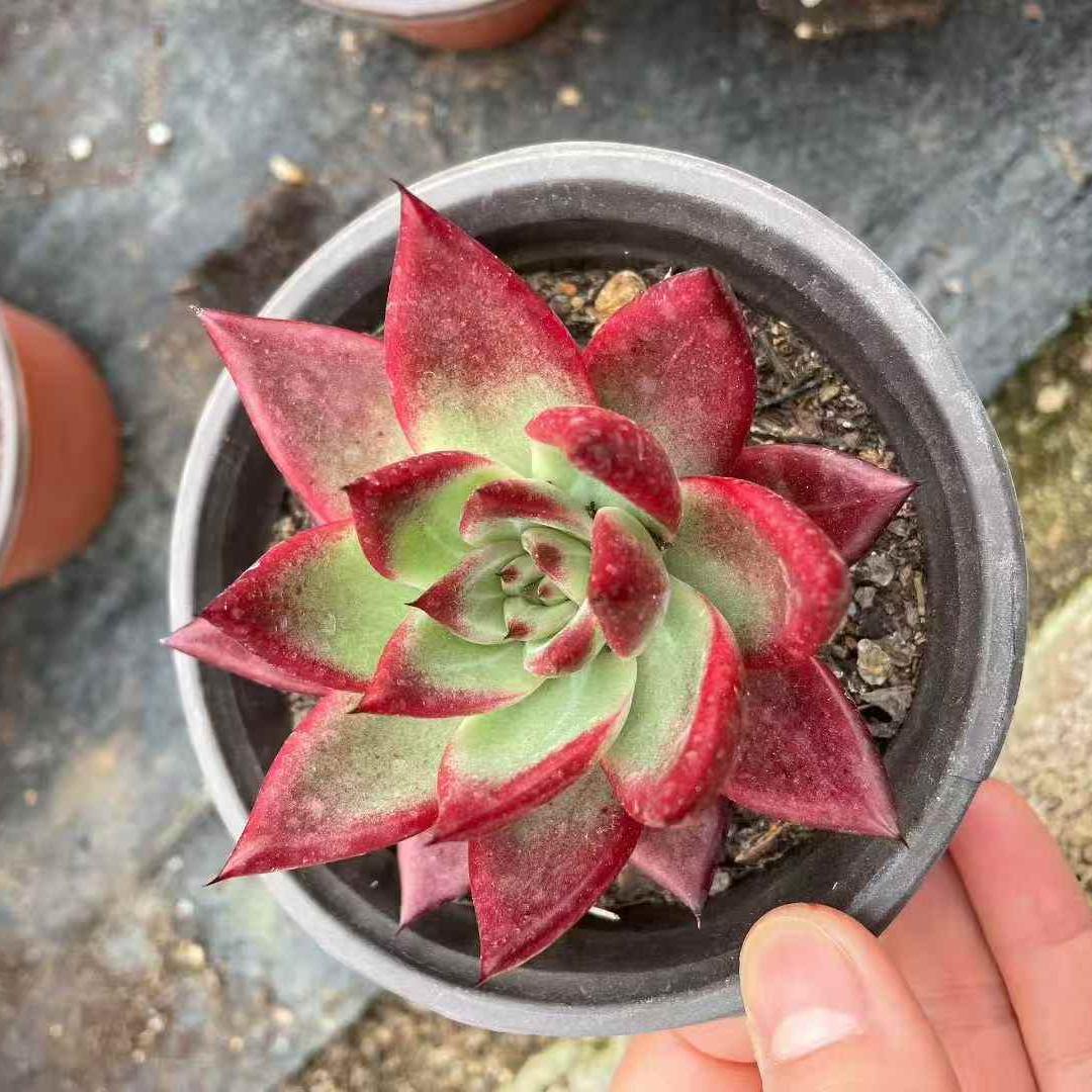 259761 レッドエボニースーパークローン