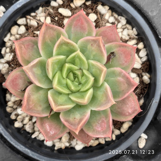 MMY1008 ドクター　ストレーンジ(9cm pot)