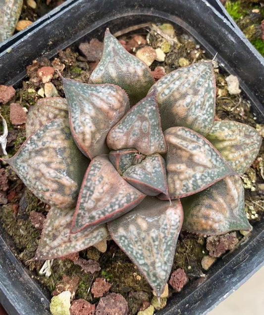 CS097 花葵ハナアオイ (7cm pot)