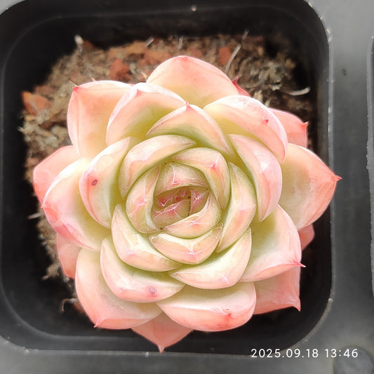 LMM430 アローンスター（6.5cm pot）