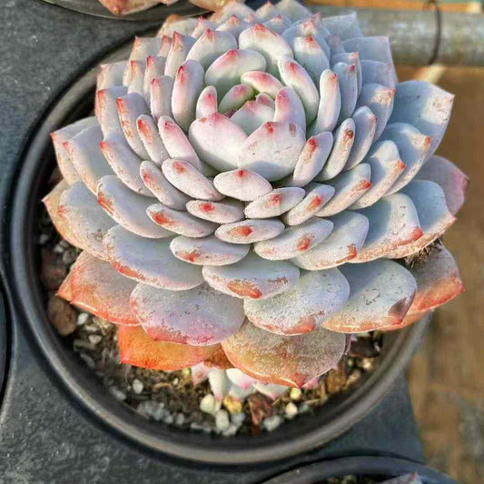 21929 ジェイドモンロー