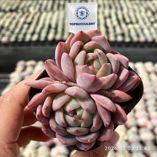 25656 レッドシャンペーン