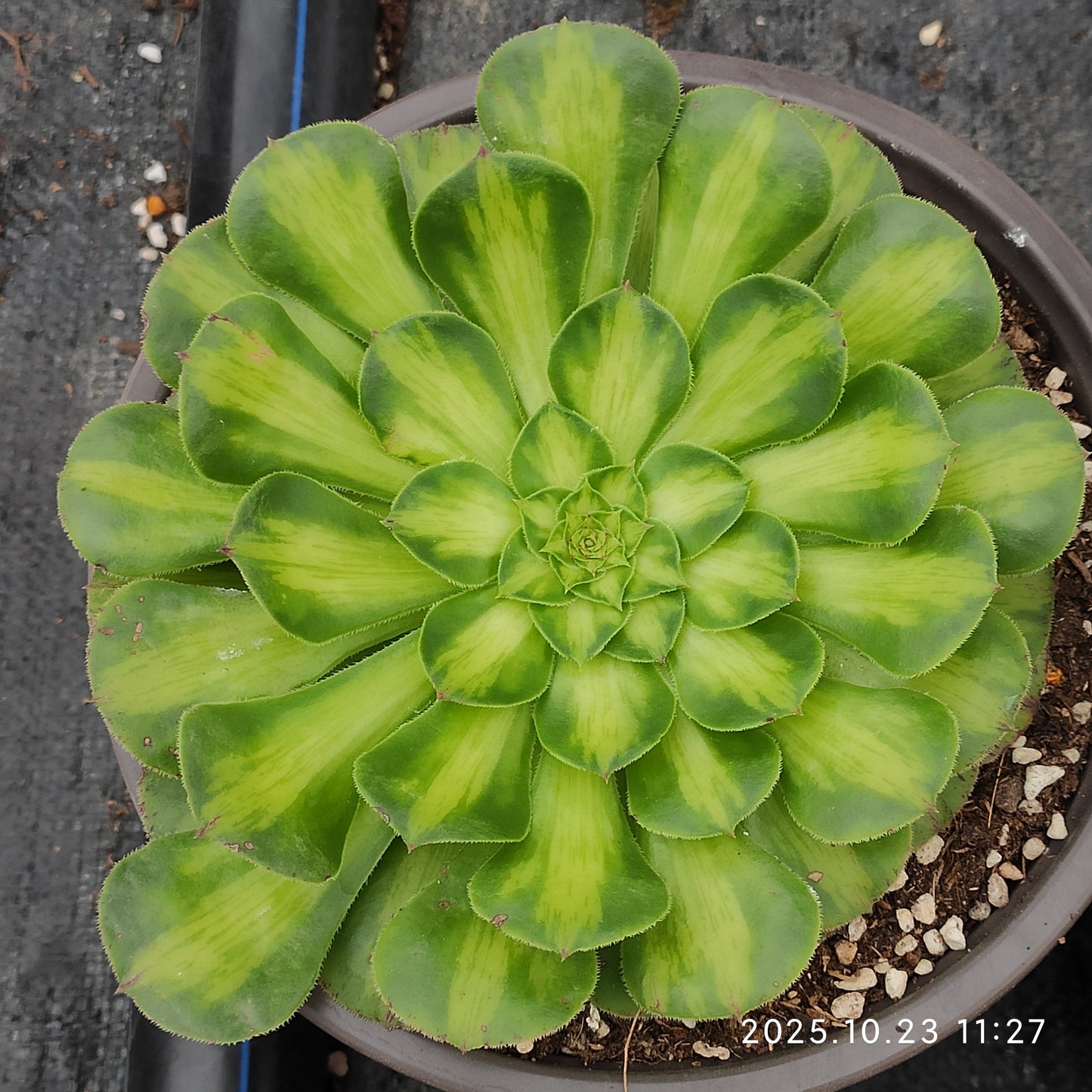 THEH033 ノー（12cm pot）