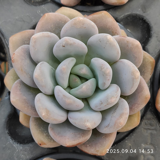 MMY1012 ロレル (9cm pot)
