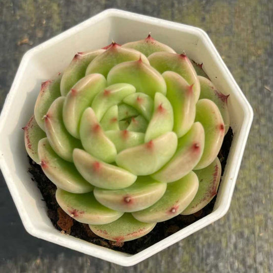 16087 ブループリント