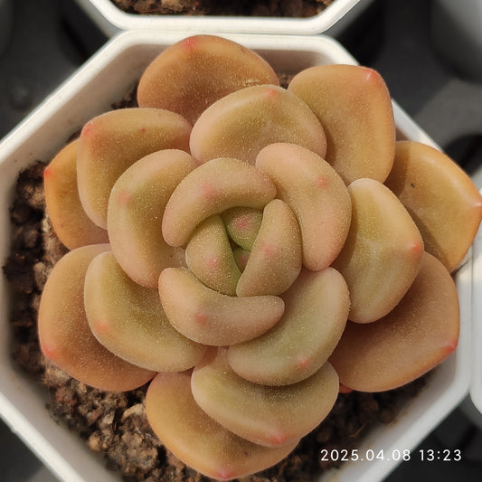 WWA189 ブランデー（7cm pot）