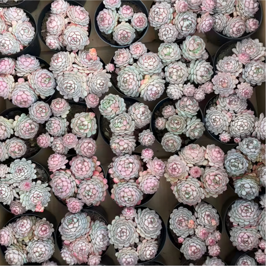 24997 オーストラリアキャプテンハイ