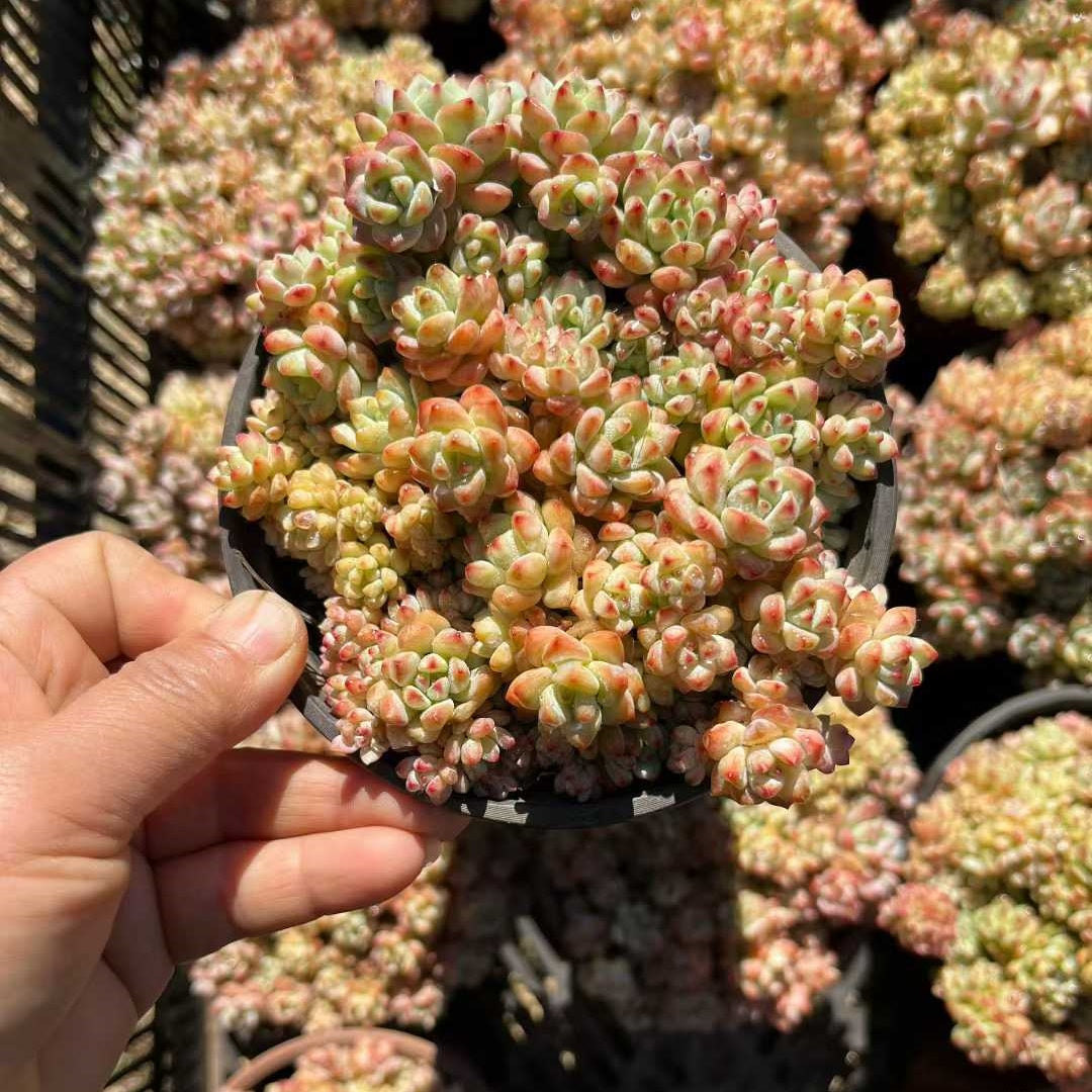 23556 キャラメルスプライト（ファンタジー）（12cm pot）