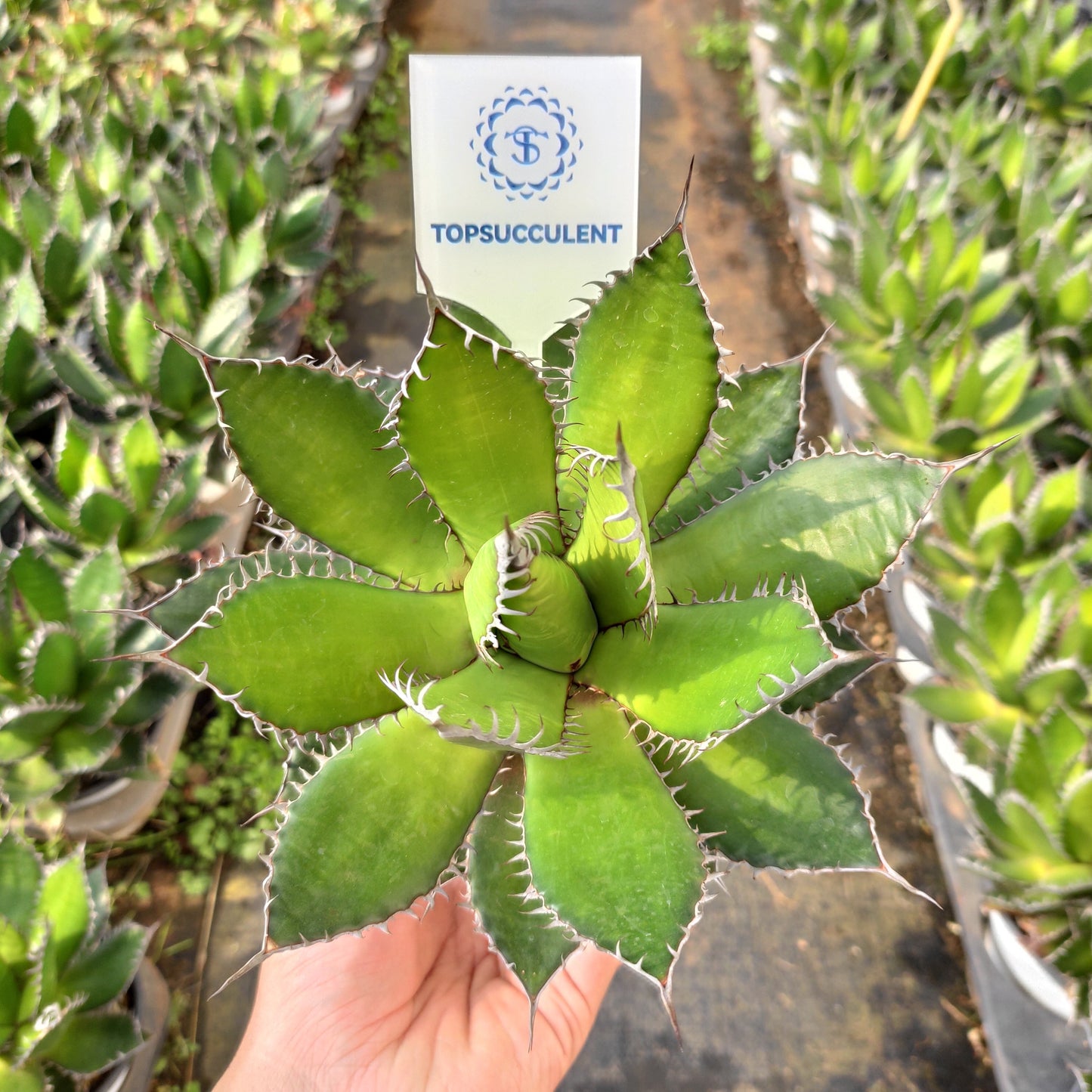 18733 アガベ ホリダ