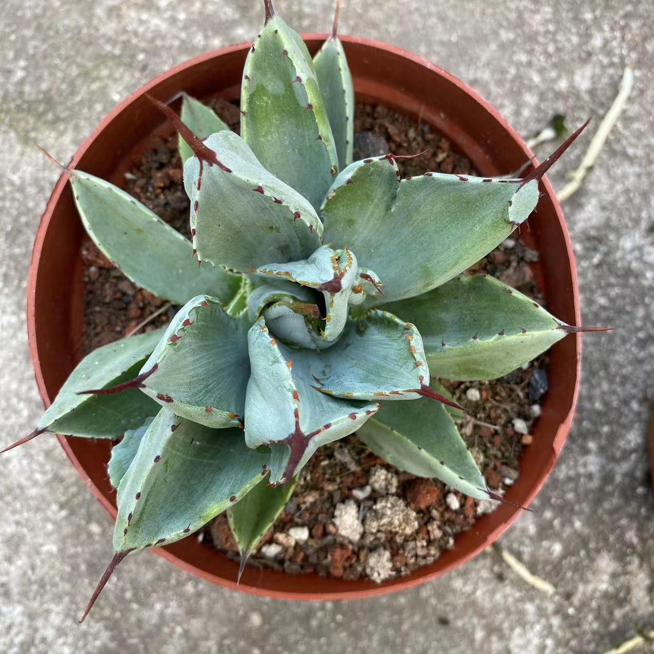 LJHH018 アガベ　ポタトラム　キュービック（12cm pot）