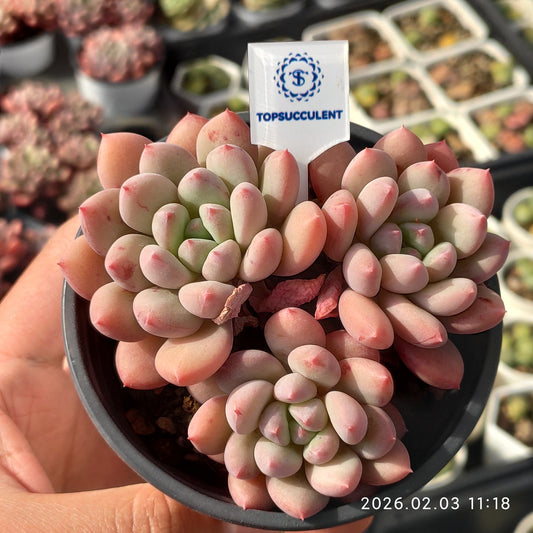 25612 ストロベリーミルク