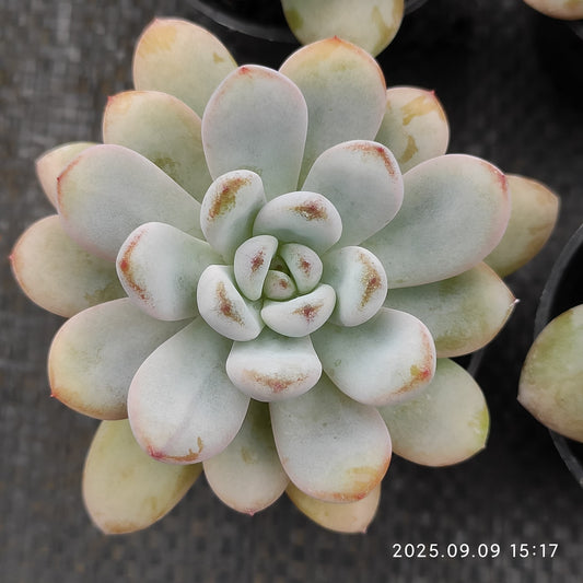 MMT860 スパーク　スノー（5.5cm pot）
