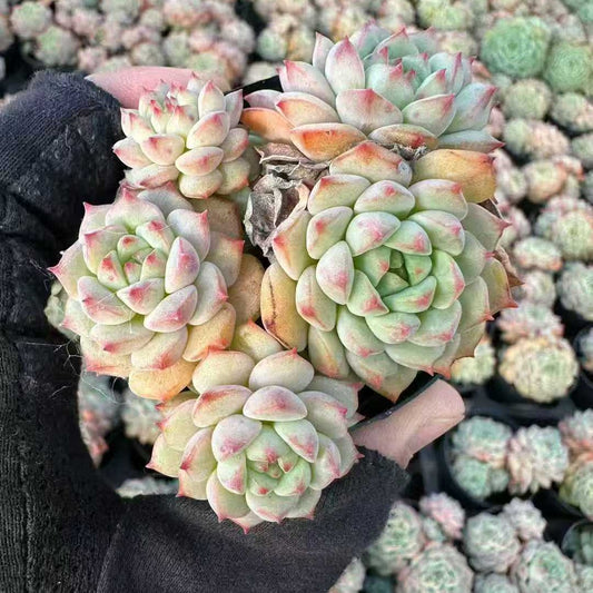 22023 パンダフェイス（5.5cm pot）