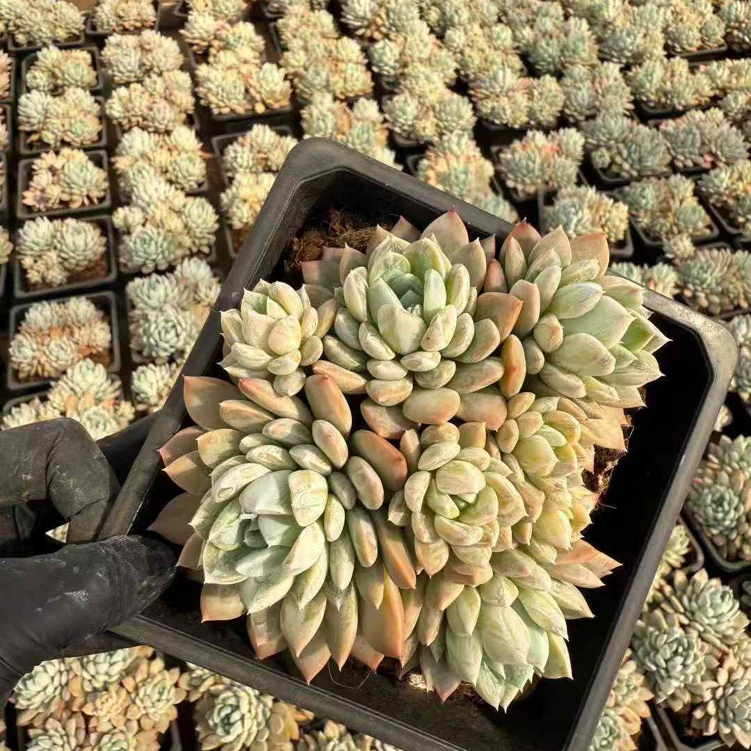 24117 ホワイトスーツ