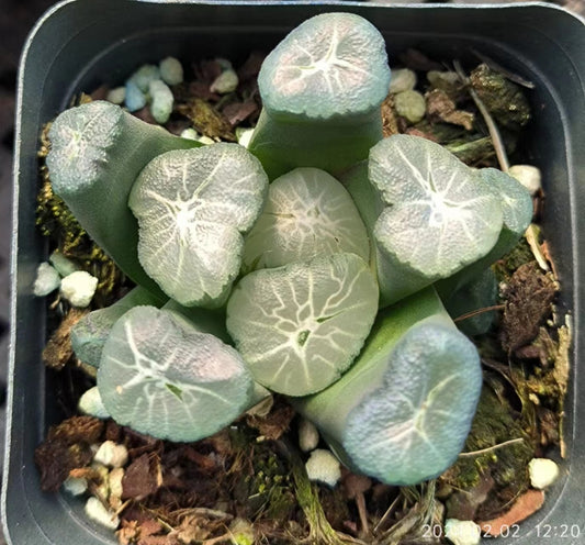 7352 春星ハルホシ（6.5cm pot）